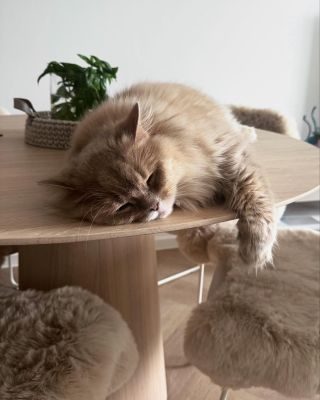 Tak jsem vám chtěla ukázat, jaký krásný košíček mi uháčkovala @maty_design ,ale úplně to neklaplo 😺 Tak snad příště 🤷🏼‍♀️...